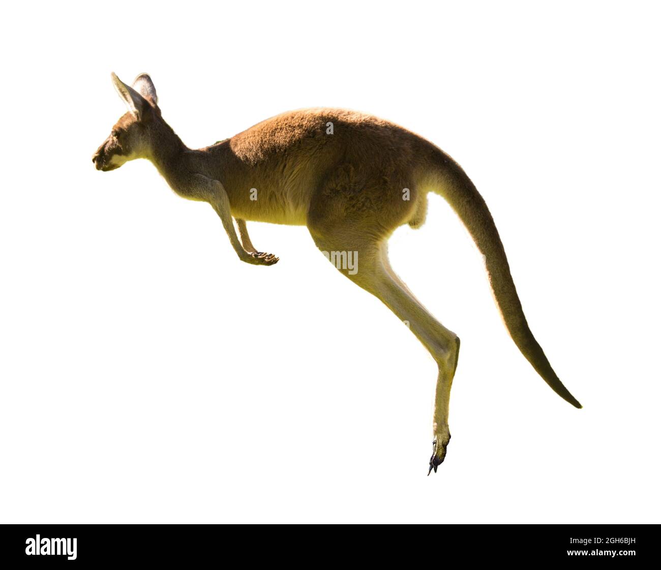 Wunderschönes Känguru mit weißem HINTERGRUND, KOPIERRAUM, ISOLIERT, Perth, Western Australia, Australien Stockfoto