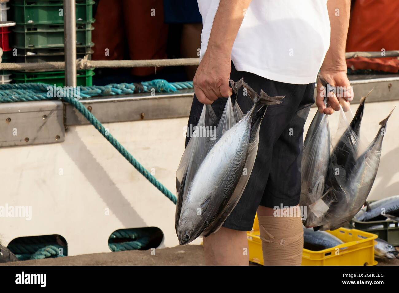 Tribunj, Kroatien - 4. August 2021: Person, die Plastiktüten mit frischem Atlantischen Bonito-Fisch hält, der gerade von den Fischern auf einem Dock gekauft wurde Stockfoto