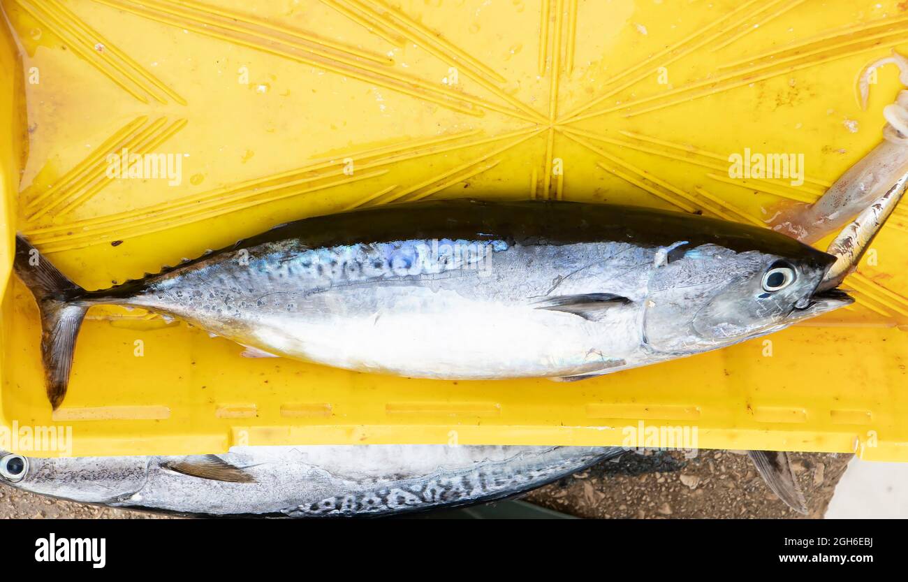 Tribunj, Kroatien - 4. August 2021: Atlantischer Bonito-Fisch in gelber Box auf einem Dock Stockfoto