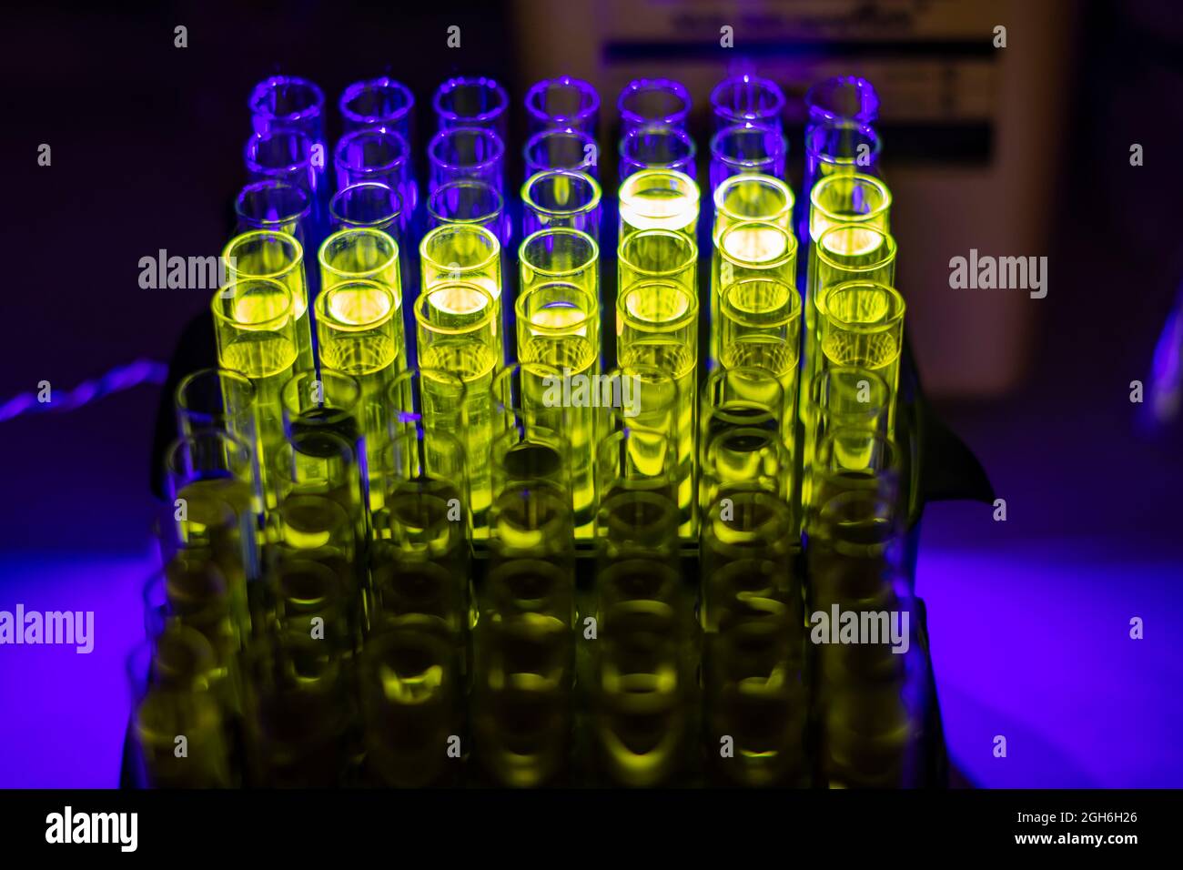 Leuchtend grüne Verbindung, die aus der Säulenchromatographie in mehreren Reagenzröhrchen in einem Chemielabor für die pharmazeutische Forschung gewonnen wurde Stockfoto