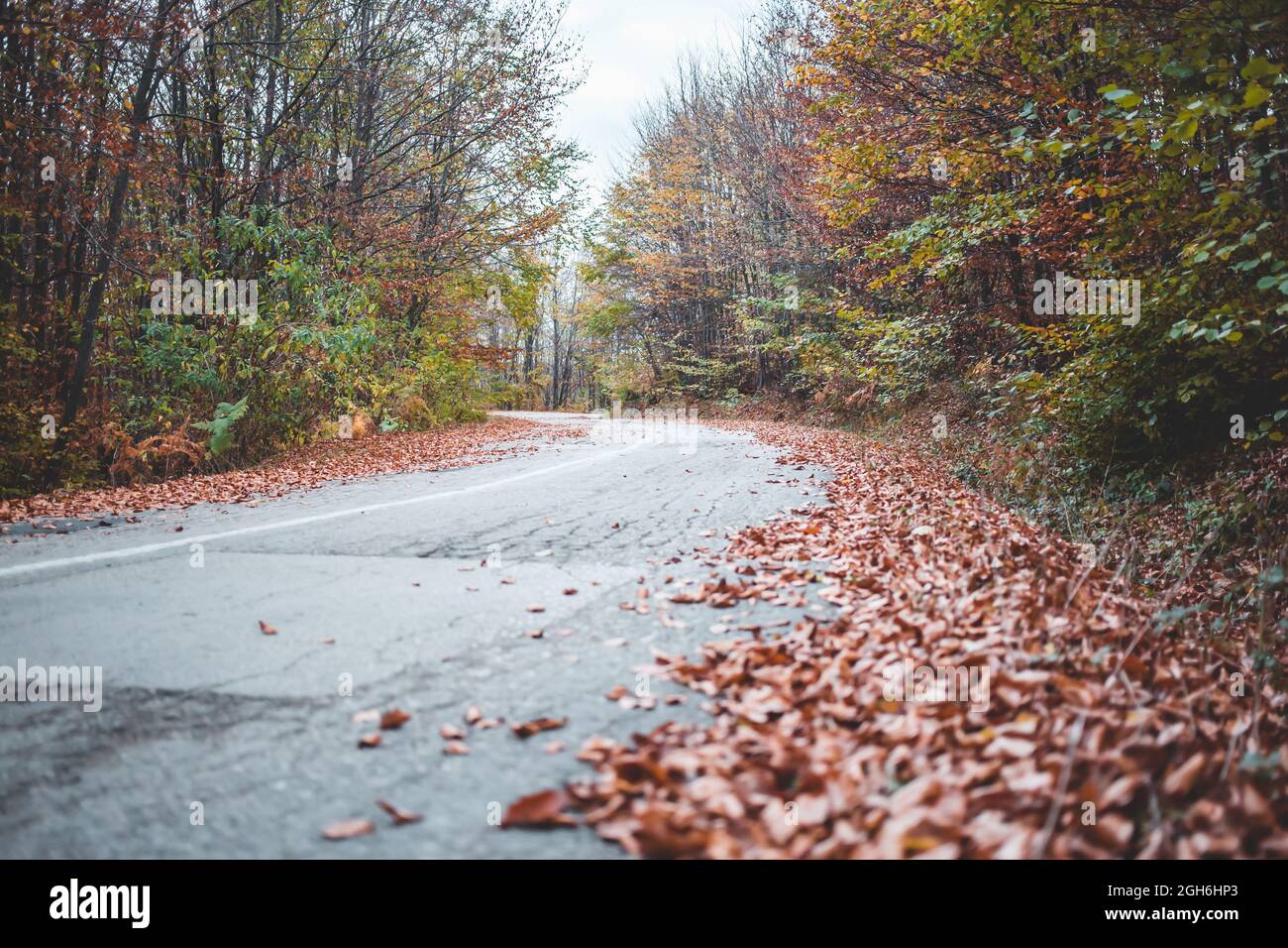 Außenfoto der Straße durch den Wald. Herbstfarben. Osteuropa, Serbien Stockfoto