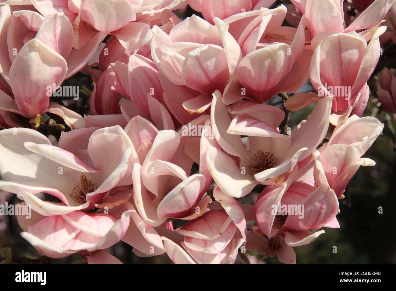 Wunderschöne Magnolienblüten Stockfoto