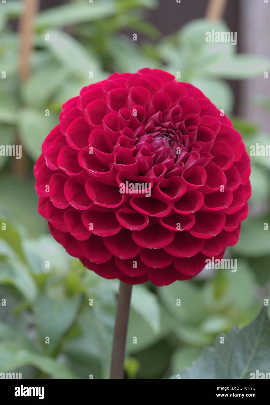 Langer stiel der blume Fotos und Bildmaterial in hoher Auflösung Alamy