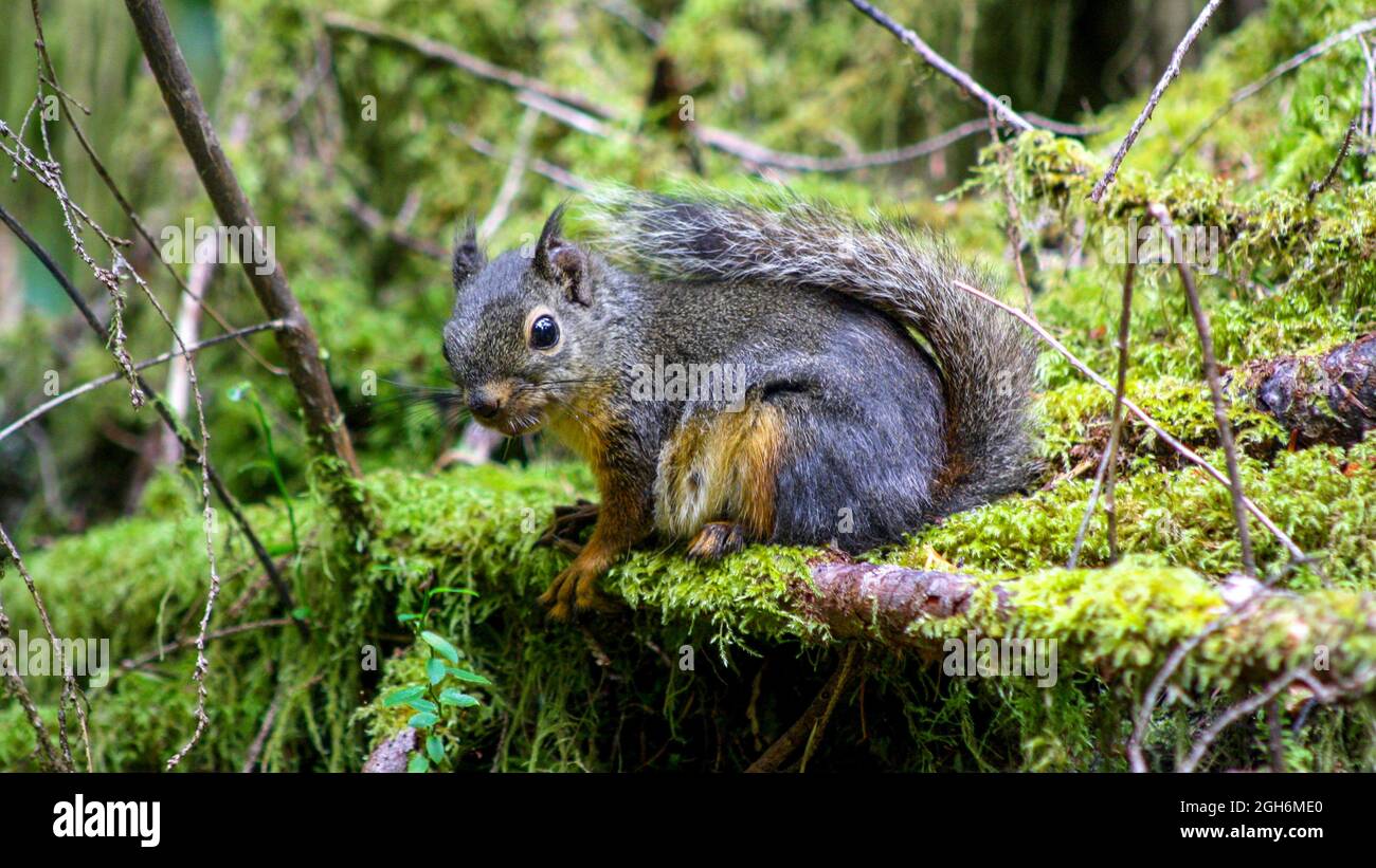 Curies niedlich Douglas Eichhörnchen posiert auf moosigen Wald. Boden. Egmont, Kanada Stockfoto