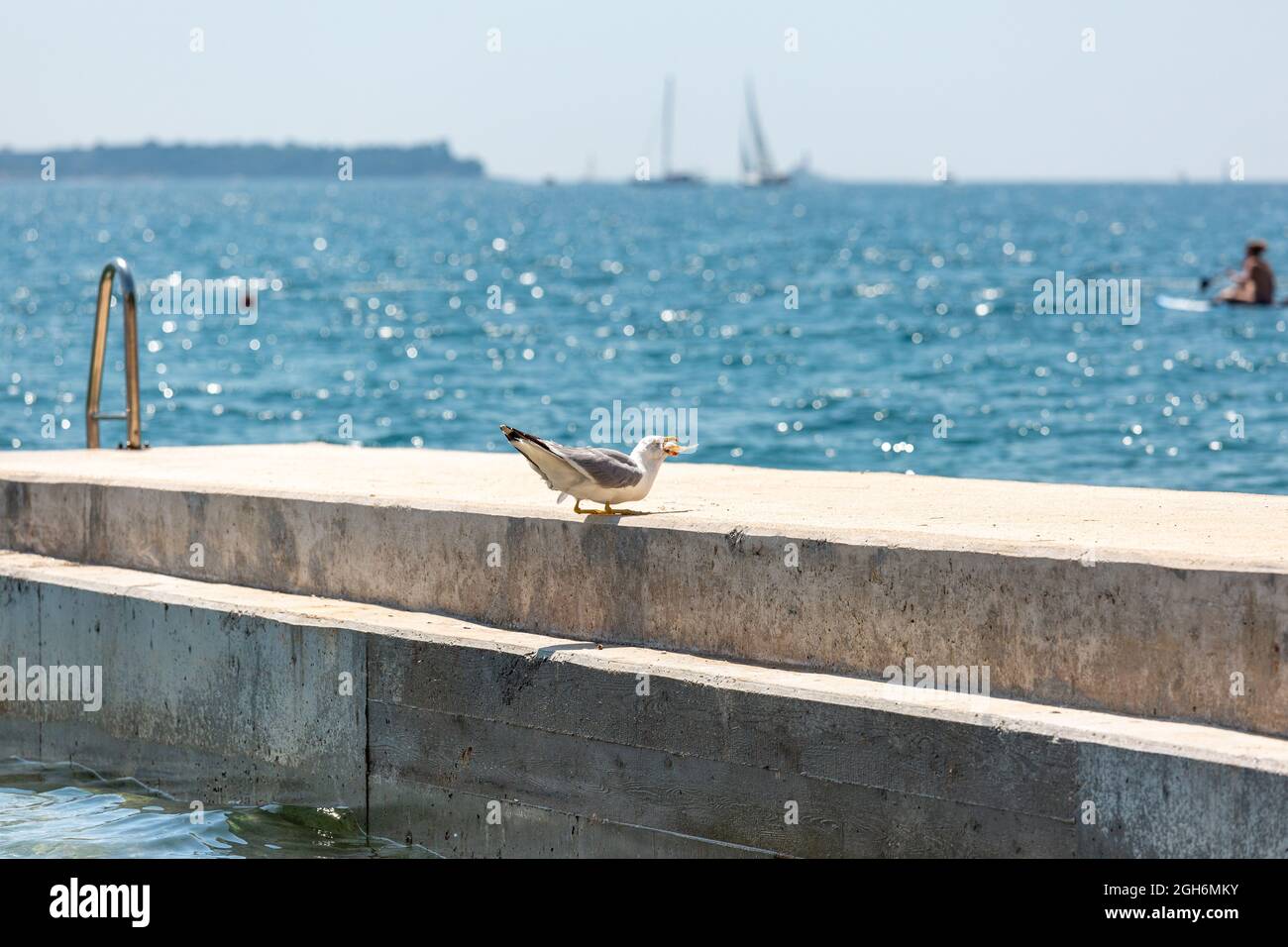 Möwen schlucken frischen gefangenen Fisch auf Beton Pier, wunderschöne türkisfarbene Meer Hintergrund. Stockfoto