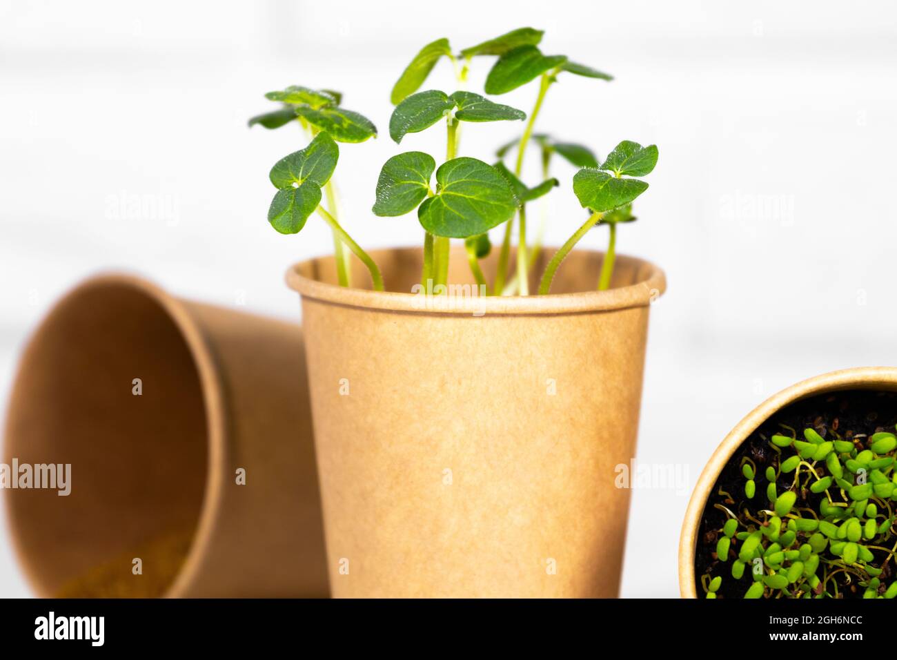 Nahaufnahme von Microgreens. Junge grüne Sprossen für Nahrung in Papierbecher. Diät-Essen. Kräuteranbau. Gesundes Esskonzept im hellen Hintergrund.Umweltfreundlich Stockfoto