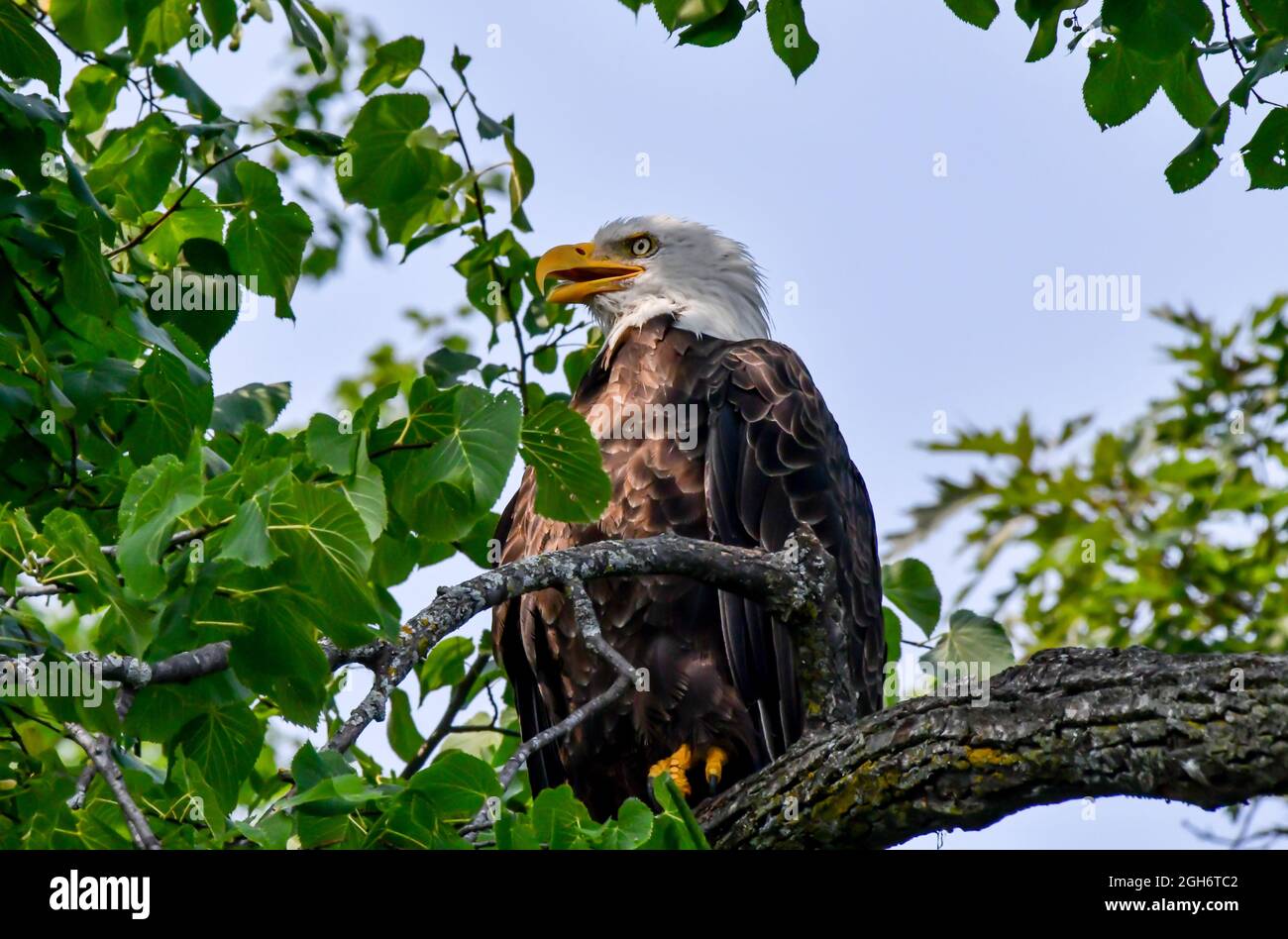 American bald Eagle thronte im Sommer auf einem Ast im Baum Stockfoto