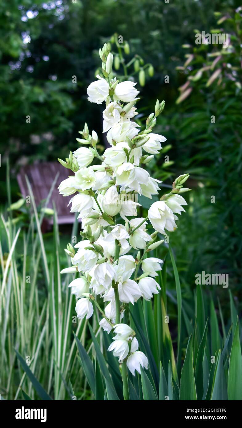 Evergreen Garden Yucca (Yucca filamentosa), weiße, zarte Blume aus der Nähe. Garten, Parkdekoration, Landschaftsgestaltung. Agavoideae, Asparagaceae. Vertikal p Stockfoto