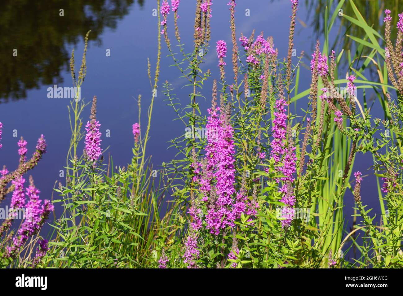Purpurstreif (Lythrum salicaria), Familie Lythraceae und in der Nähe eines großen Teiches im Dorf Bergen. Niederlande, Spätsommer, September. Stockfoto