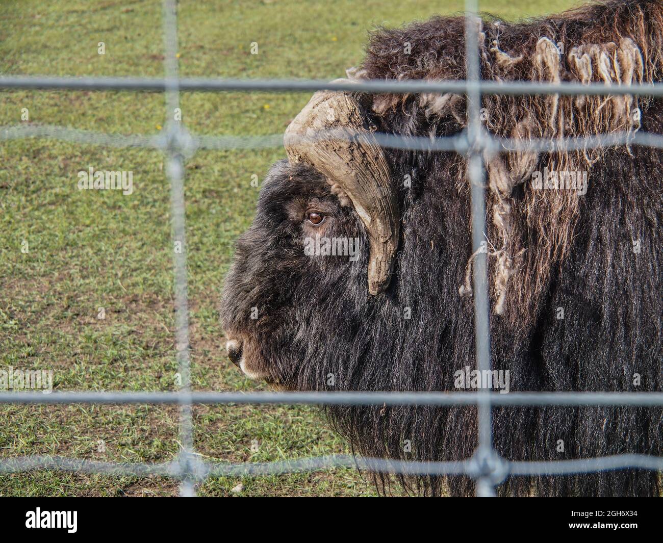 Muskox (Ovibos moschatus) mit vergießender Qiviut-Wolle hinter einem Zaun  in Fairbanks, Alaska Stockfotografie - Alamy