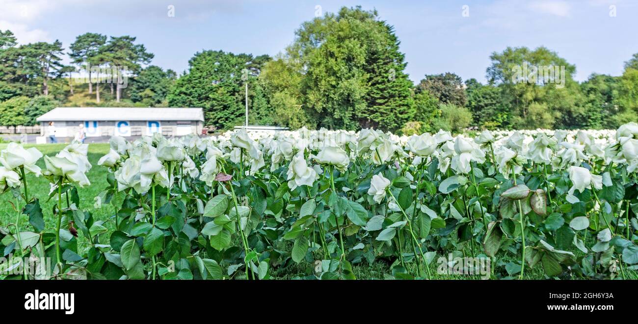 Einige der 7497 weißen Rosen, die in den National war Memorial Gardens in Islandbridge, Dublin, zum Gedenken an die Menschen, die in Irland an Covid gestorben sind, angelegt wurden. Stockfoto