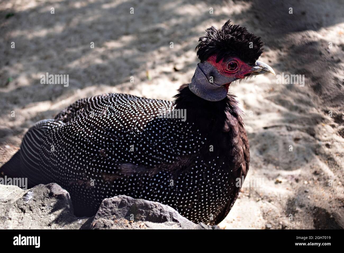 Haubenguineaflut (gutta pucherani) aus der Nähe. Porträt eines gefleckten Vogels Stockfoto