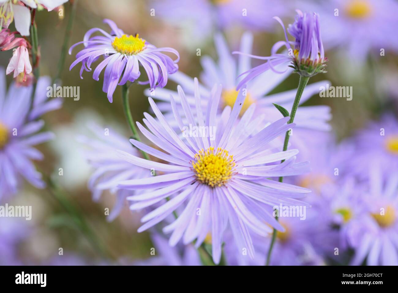 Nahaufnahme von lila-blauen aromatischen Asterblüten ( Symphyotrichum oblongifolium ) Stockfoto
