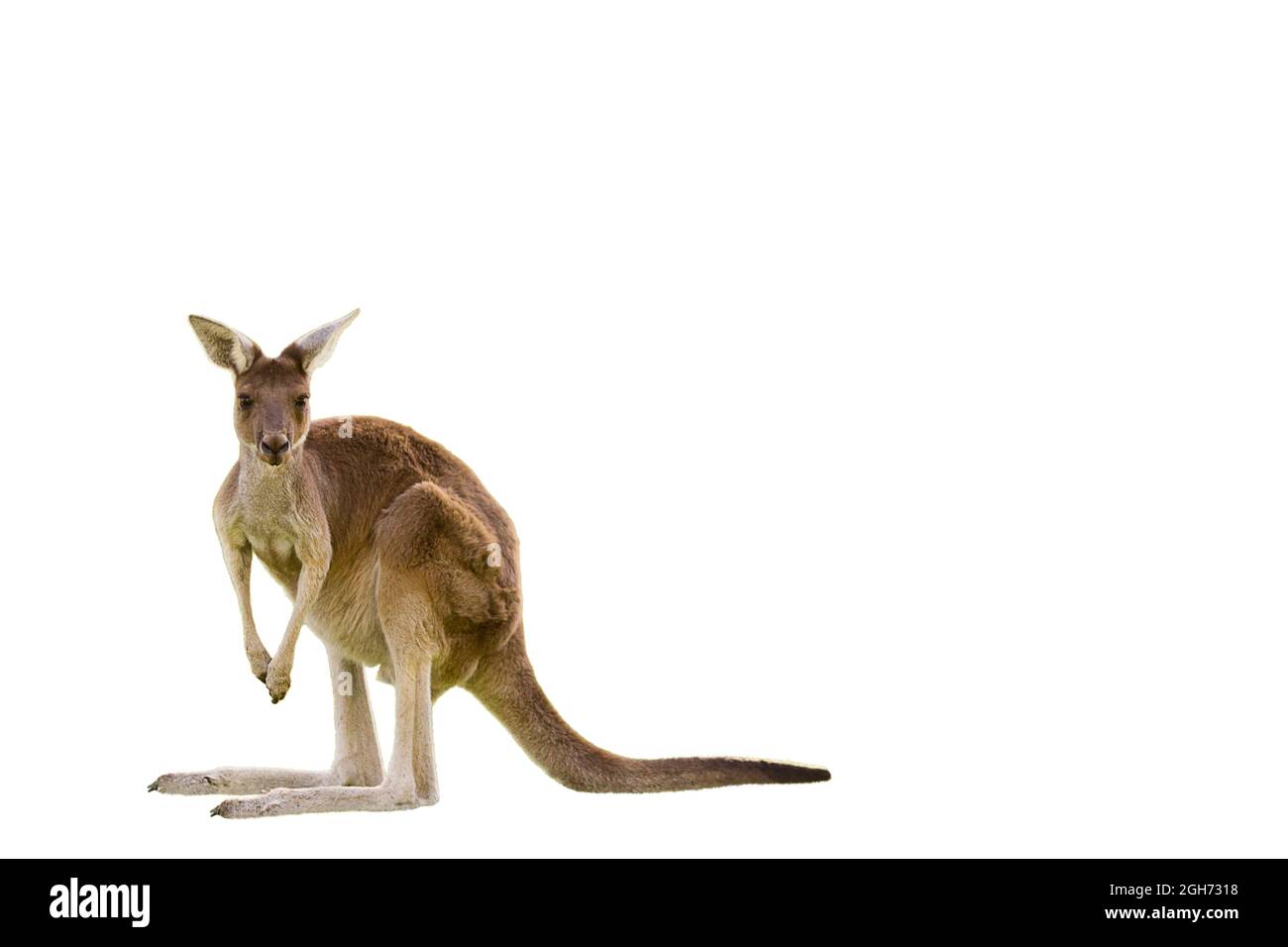 Wunderschönes Känguru, das in Alarmstellung AUF WEISSEM HINTERGRUND STEHT, MIT ISOLIERTEM KOPIERBEREICH, weiß, Perth, Western Australia, Australien Stockfoto