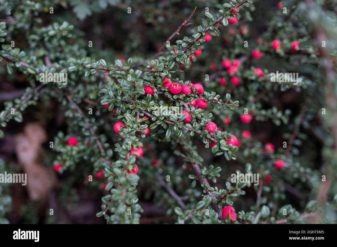 Blume von Cotoneaster oder Cotoneaster horizontalis der Familie Rosaceae. Stockfoto