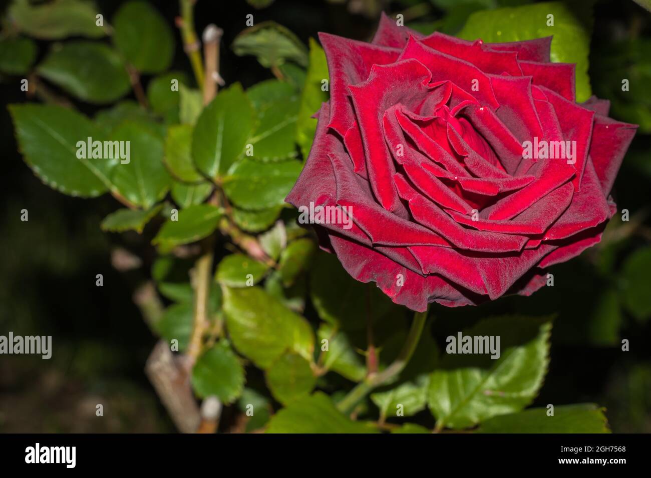 Rote Rosenblüte auf grünem natürlichen Hintergrund Stockfoto