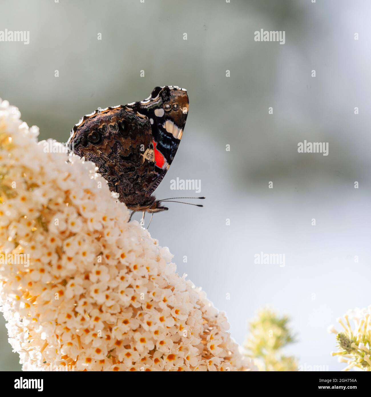 Vanessa atalanta, ein Schmetterling des Roten Admirals, trinkt Nektar aus einer weißen Buddleja-Blume mit einem unverschämtem Hintergrund. Stockfoto