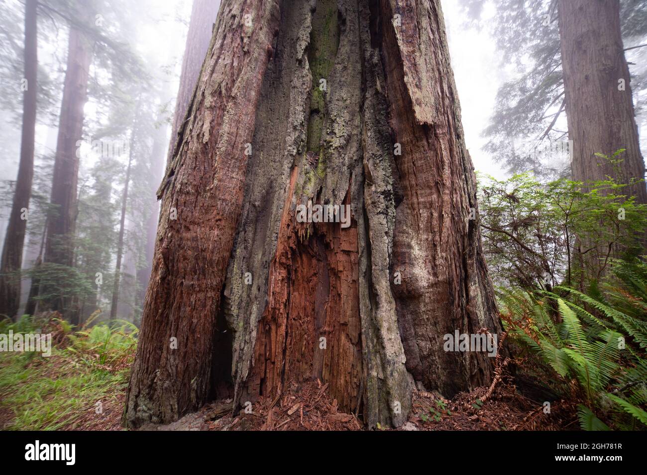 Sehenswürdigkeiten entlang des Lady Bird Johnson Trail im Redwood National Park Stockfoto