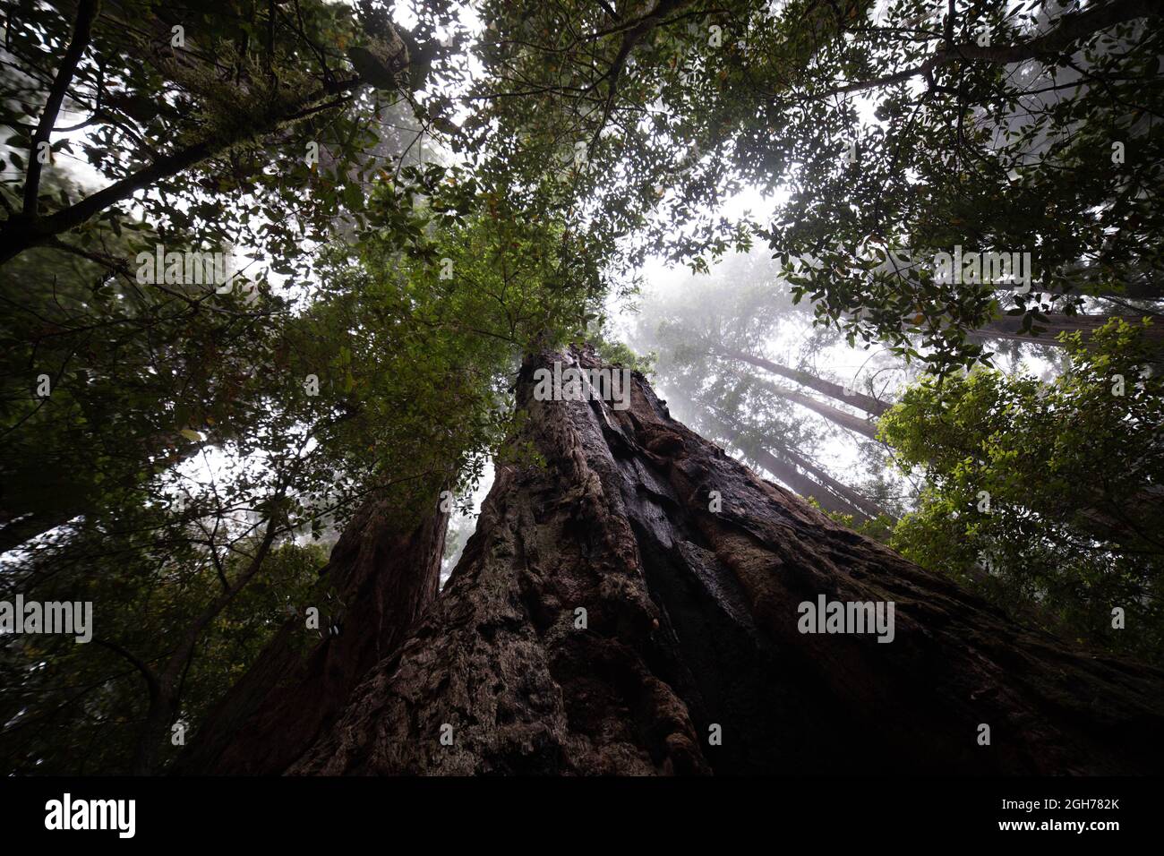 Sehenswürdigkeiten entlang des Lady Bird Johnson Trail im Redwood National Park Stockfoto
