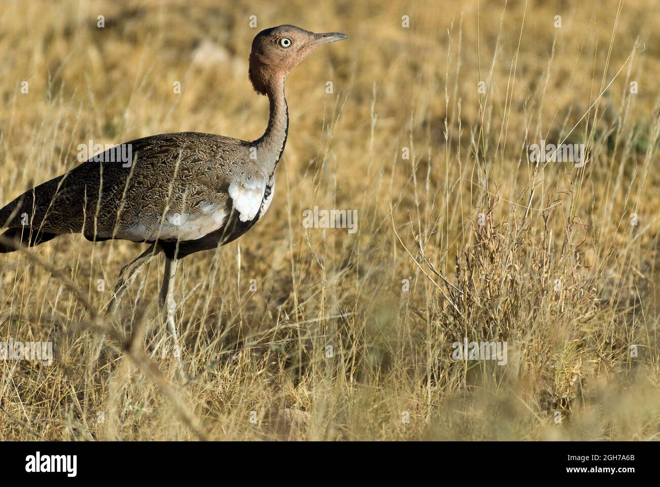 Einzelner Bustard Stockfoto