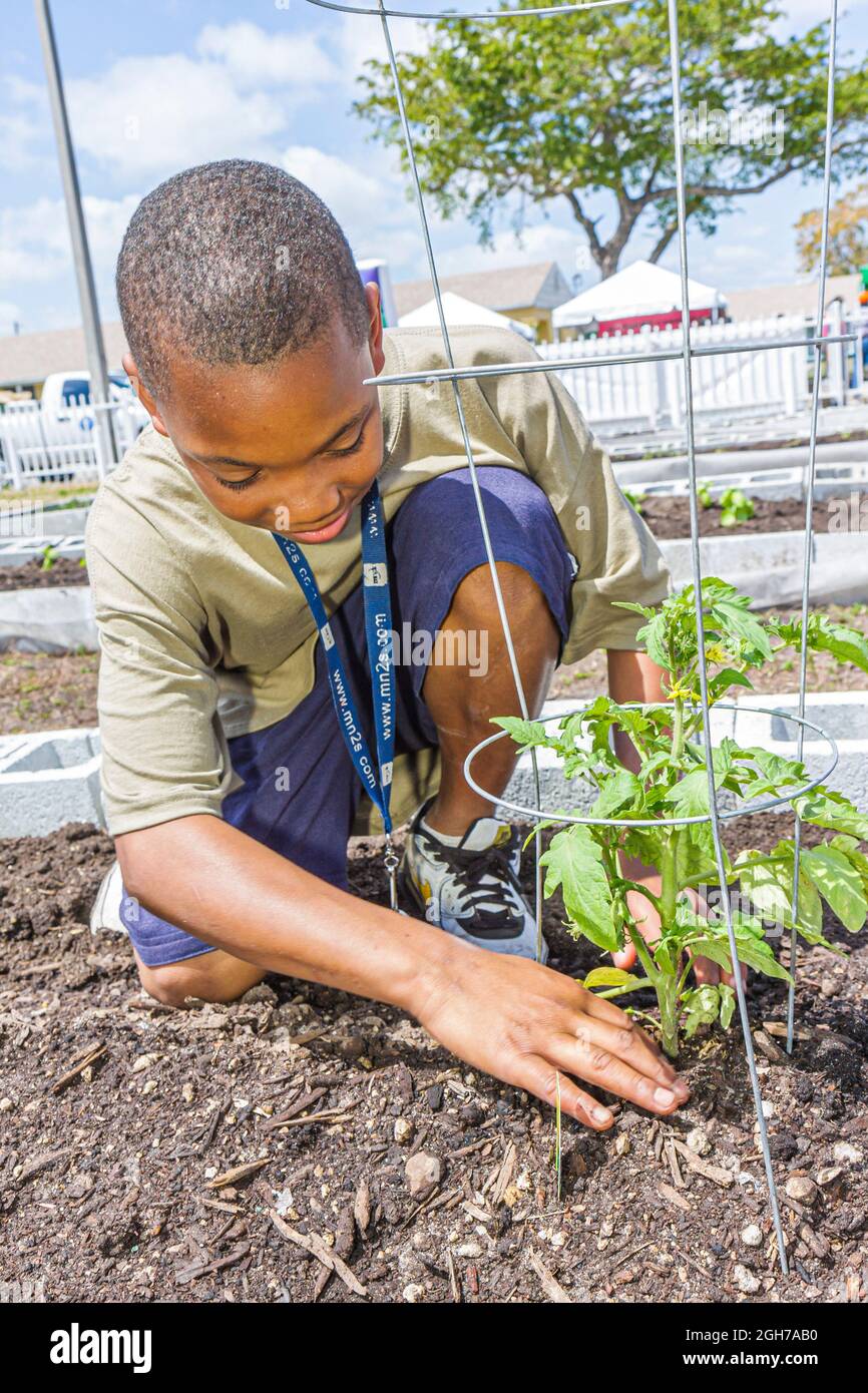 Miami Florida, Liberty City, öffentlicher Wohnungsgemeindegarten, Schwarzer Junge männliche Student Tomaten Pflanzen Garten Stockfoto