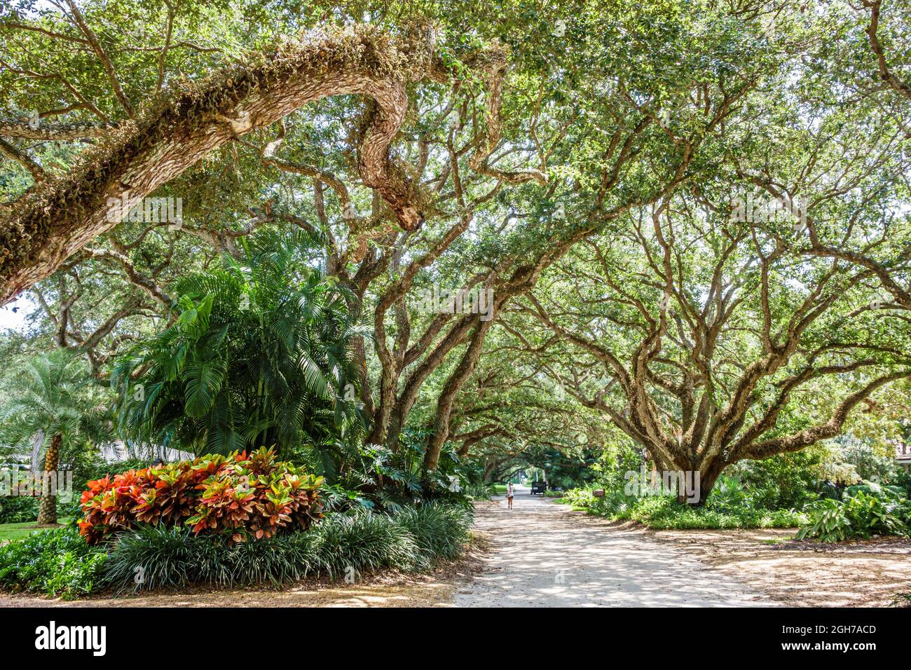 Vero Beach Florida, North Hutchinson Orchid Island, Ladybug Lane leben Eichen Bäume Baumdach Stockfoto