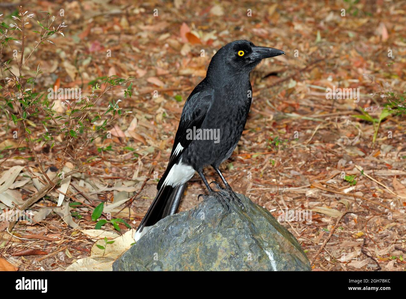 Australischer gewebeter Currawong, Strepera graculina. Diese Vögel sind gefräßige Nesträuber und werden in ganz Ostaustralien gefunden. Coffs Harbor, NSW Stockfoto
