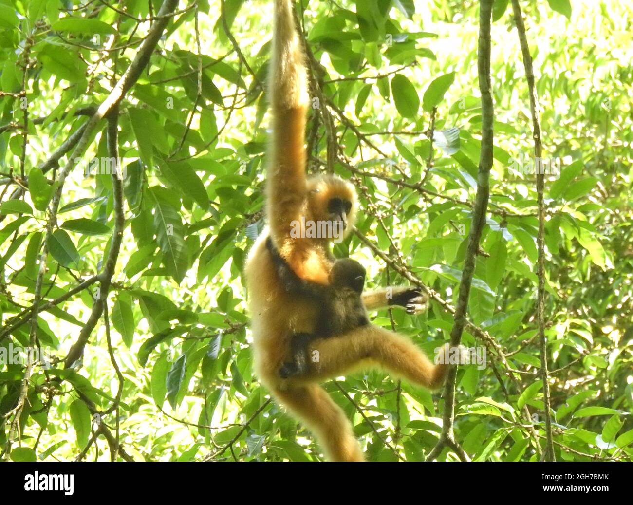 (210906) -- HAIKOU, 6. September 2021 (Xinhua) -- das im Mai 2021 aufgenommene Foto zeigt einen Hainan-Gibbon und seinen Babyaffen in der südchinesischen Provinz Hainan. Hainan-Gibbon, der als „Riesenpanda von Hainan“ bezeichnet wird, wird derzeit nur in einem einzigen Reservat gefunden, dem Bawangling Nature Reserve, das zum Hainan Tropical Rainforest National Park gehört.im März fand das Überwachungsteam heraus, dass zwei der Hainan-Gibbon-Gruppen jeweils einen Affen hinzufügten, 7 Monate alt bzw. 6 Monate alt, sagte Huang Jincheng, Direktor der Forstbehörde der Provinz Hainan. „die kontinuierliche Überwachung hat gezeigt, dass sich die beiden Affen darin befinden Stockfoto