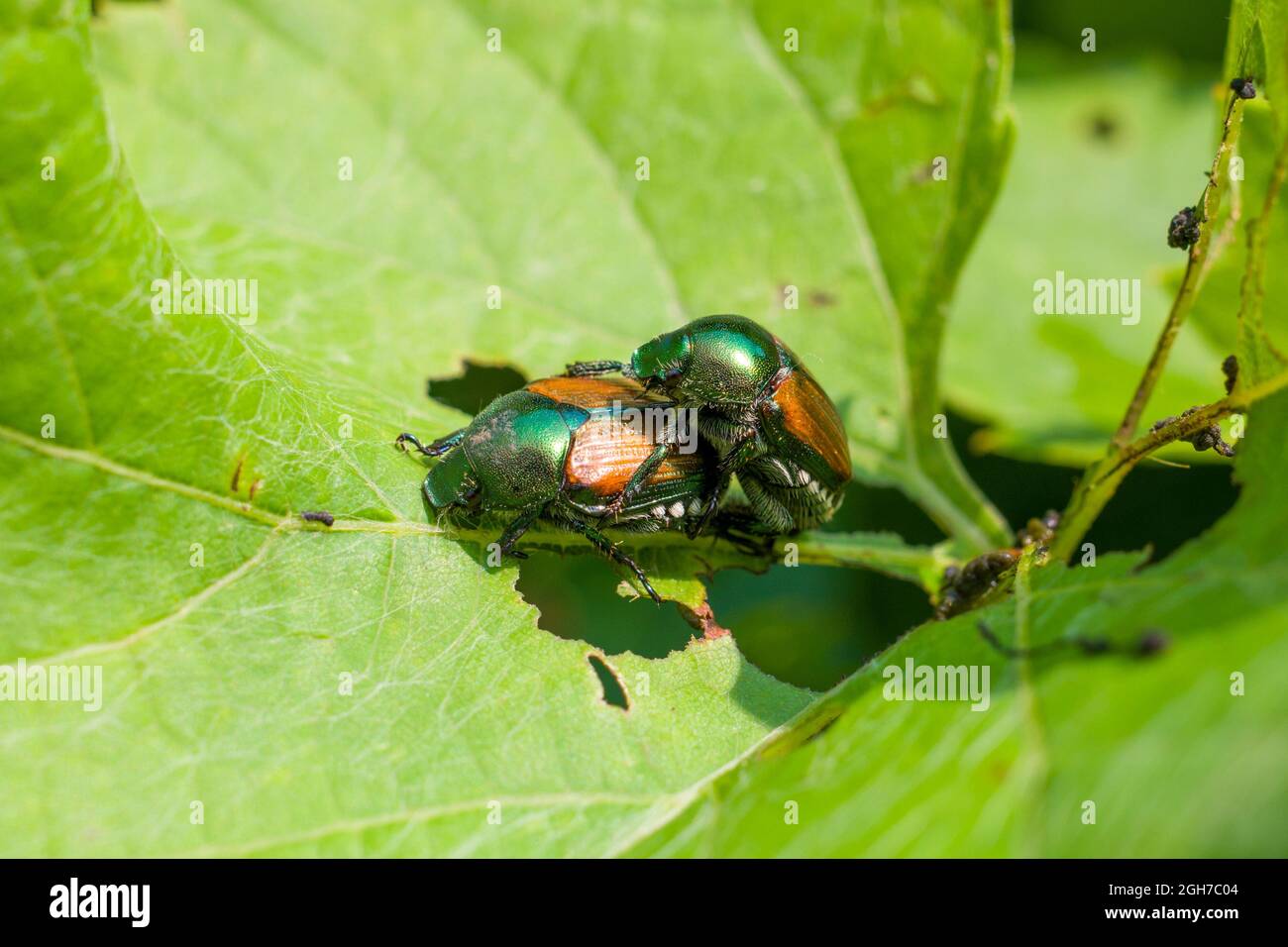 Japanische Käfer (Popillia japonica) paaren sich auf einem Blatt Stockfoto