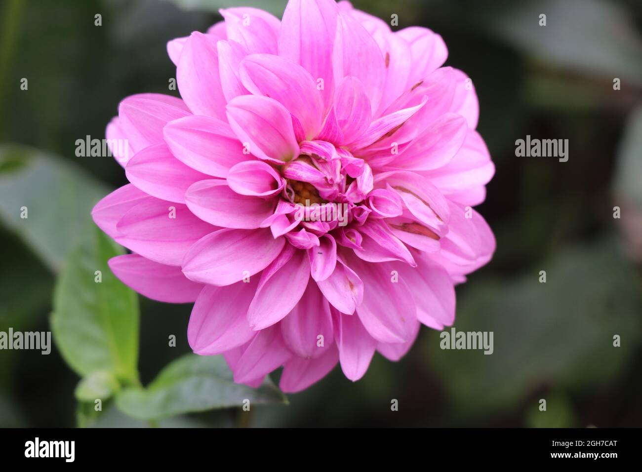 Kühle rosa Dahlia Blume mit einem natürlichen grünen Hintergrund, Nahaufnahme der Dahlia Blume mit dem Blick auf seine Blütenblätter Stockfoto