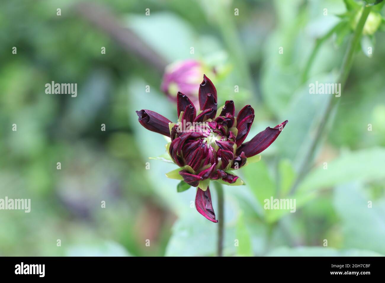 Selten finden Sie kastanienbraune Dahlien, Dahlienblüten blühen in einem Garten auf Blattgrund Stockfoto