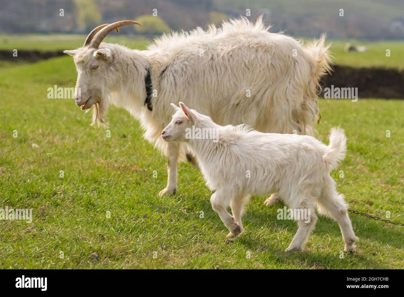 Ziegenmutter mit einem Kind, das auf grüner Wiese grast Stockfoto