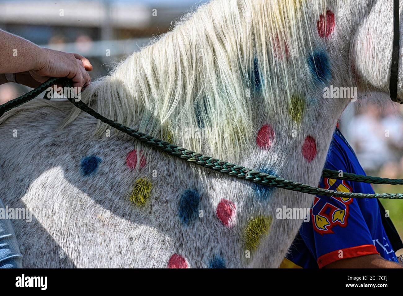 Frau auf einem gemalten Pferd beim Enoch Cree Indian (Horse) Relay Race in Alberta, Kanada Stockfoto