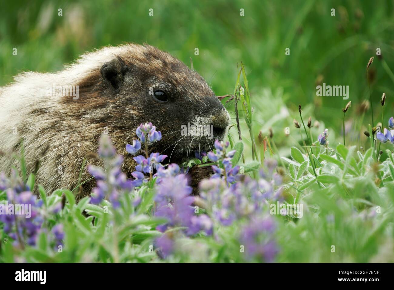 Hoary Murmeltier (Marmota caligata), der Laubblüten (Lupinus latifolius) auf suberalpiner Wiese im Mount Rainier National Park, Washington, isst Stockfoto