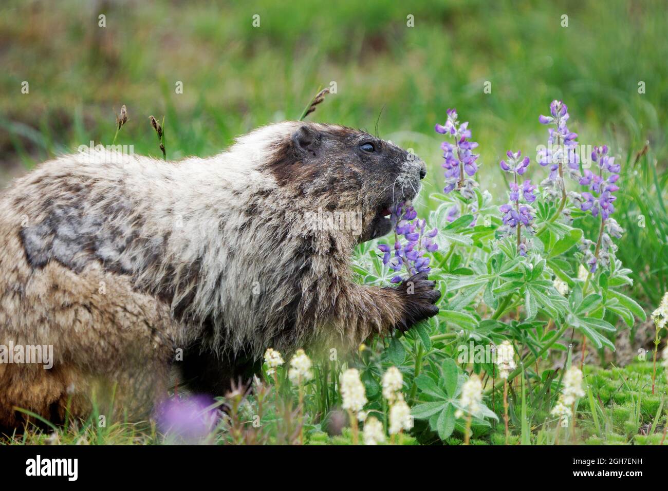 Hoary Murmeltier (Marmota caligata), der Laubblüten (Lupinus latifolius) auf suberalpiner Wiese im Mount Rainier National Park, Washington, isst Stockfoto