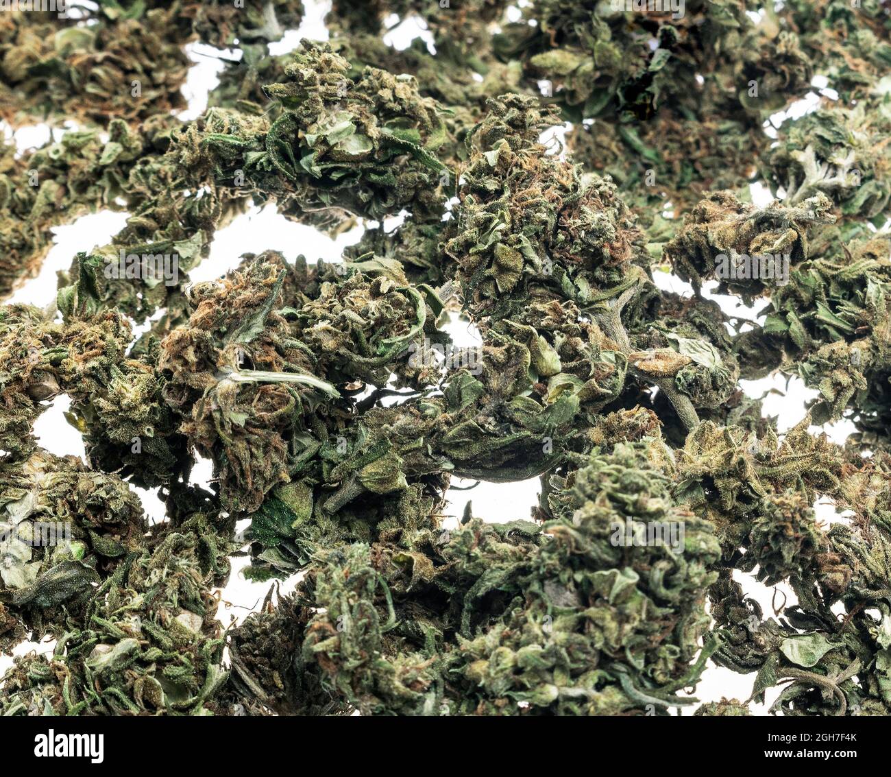 Medizinische Marihuana-Cannabis-Knospen schließen sich auf weißem Studiohintergrund in amsterdam an Stockfoto