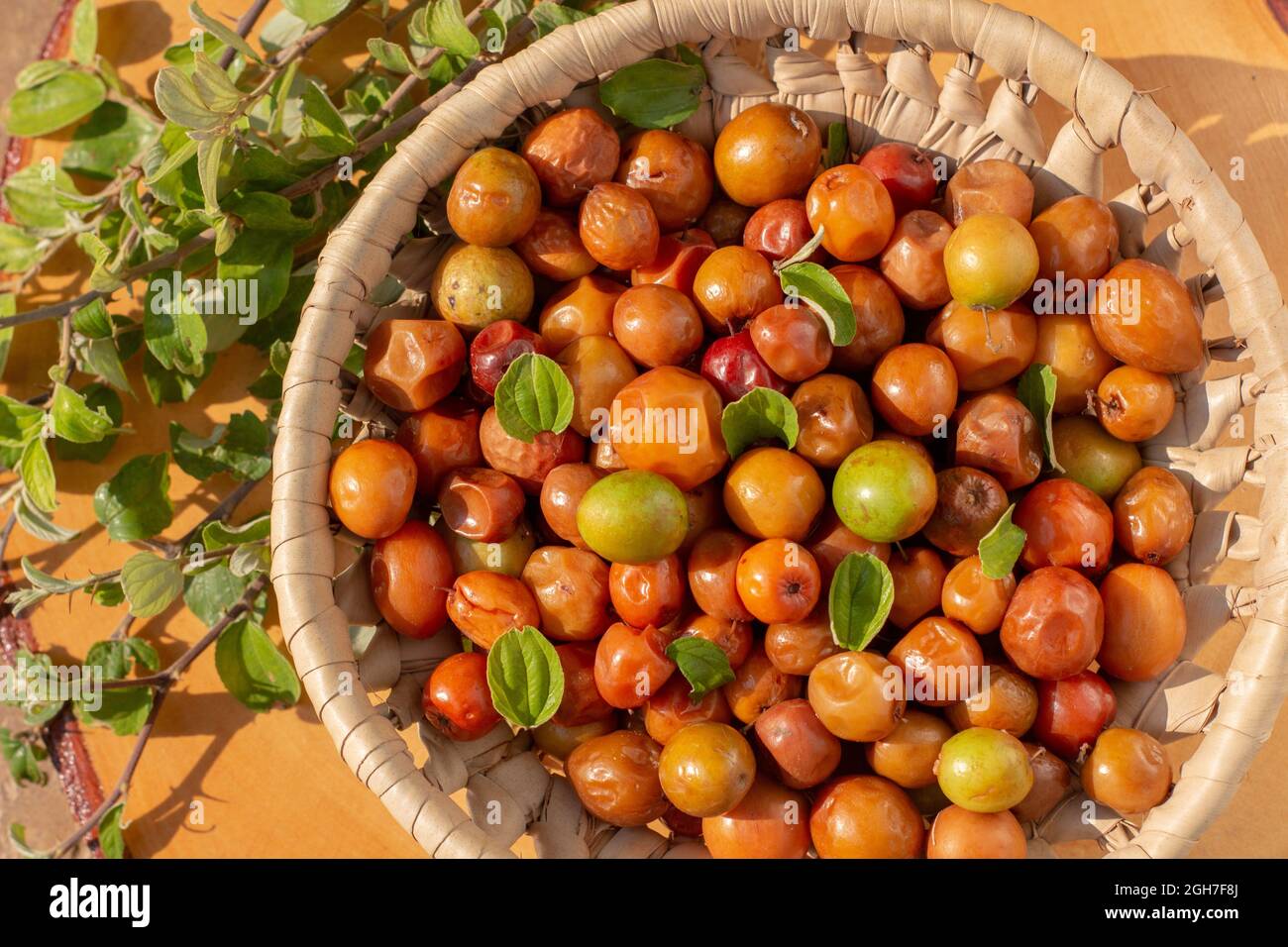 Ziziphus jujuba, allgemein Jujube genannt, auch bekannt als chinesisches Dattel, chinesischer Apfel, indische Pflaume, indischer Jujube, Musawu oder Maçanica Stockfoto