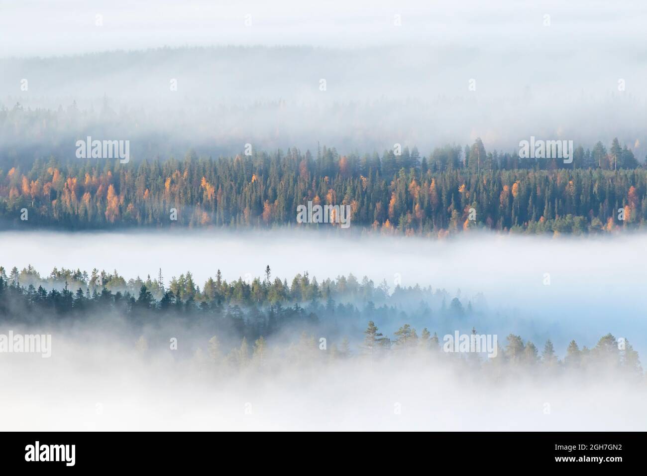 Nebel bedeckt farbenfrohe große Taiga-Waldlandschaft am Herbstmorgen während des Sonnenaufgangs in finnischer Natur in der Nähe von Kuusamo, Nordeuropa Stockfoto