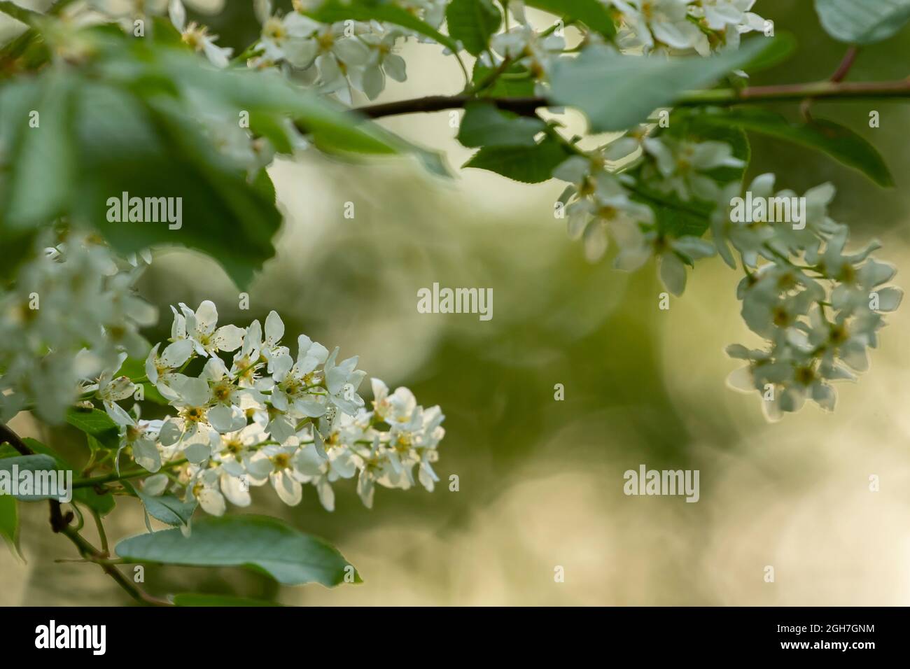 Schöne frische weiße und duftende Blüten der Vogelkirsche (Prunus padus) blühen in der estnischen Natur im Mai Stockfoto