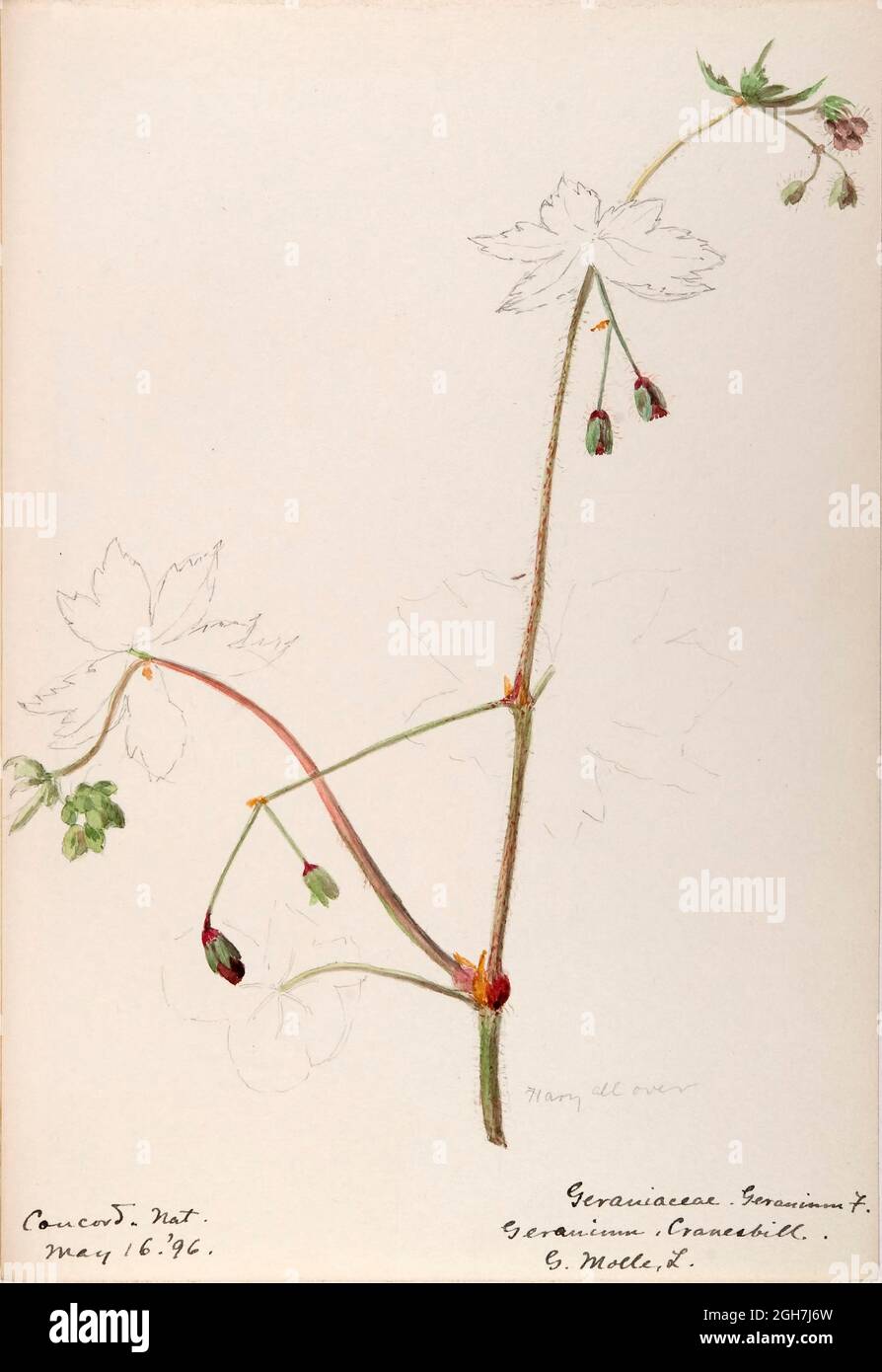 Skizzenbuch Nr. 10 - Aquarellskizzen von Pflanzen Nordamerikas und Europas [Grafik], gemalt zwischen Juni 1888 bis September 1910 von Helen Sharp. Achtzehn Alben von Aquarellskizzen von Helen Sharp über blühende Pflanzen und Sträucher, die in den Vereinigten Staaten, insbesondere in Neuengland, sowie in Bermuda und Teilen Europas, verbreitet sind, datiert zwischen Juni 1888 und September 1910. Skizzen in Wasserfarbe und Tusche auf Papier (26 x 18 cm oder kleiner) enthalten botanische Bildunterschriften in lateinischer Sprache, sowie Sharps Notizen über den gemeinsamen Namen und die physikalischen Eigenschaften jeder Pflanze sowie den Ort und das Datum der Zeichnung. Der Stockfoto