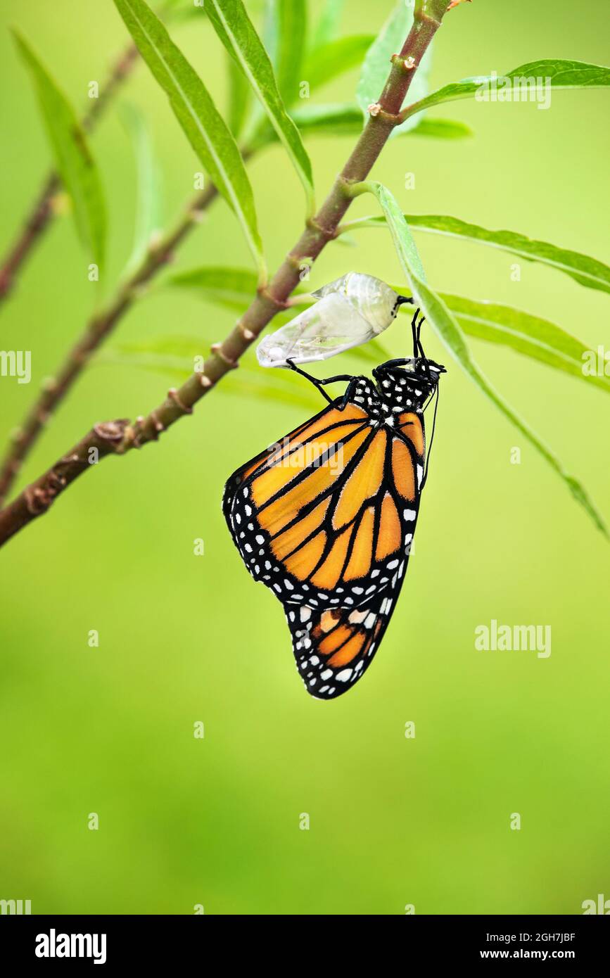 Neu aufgetauchte Monarch-Schmetterling (danaus plexippus) und seine Chrysalis-Schale, die an einem Milchkrautzweig hing. Natürlicher grüner Hintergrund. Stockfoto
