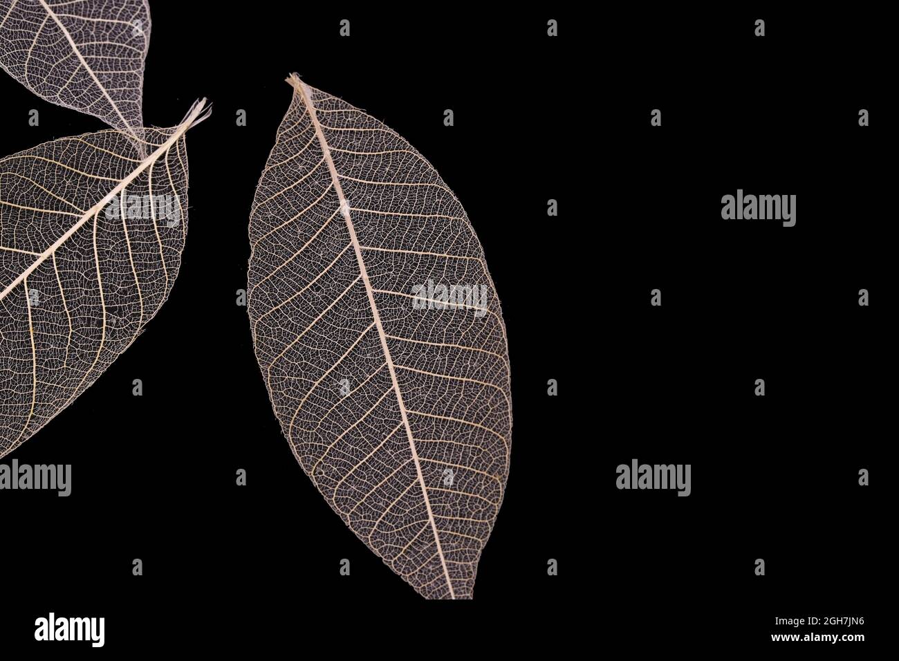Adern von trockenen Blättern, isoliert, auf schwarzem Hintergrund Stockfoto