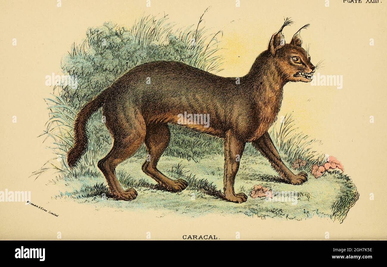 caracal (Caracal caracal hier als Felis caracal) ist eine mittelgroße Wildkatze, die in Afrika, dem Nahen Osten, Zentralasien und den ariden Gebieten Pakistans und Nordwestindiens beheimatet ist. Es zeichnet sich durch einen robusten Aufbau, lange Beine, ein kurzes Gesicht, lange getuftete Ohren und lange Eckzähne aus. Sein Fell ist gleichmäßig rötlich-braun oder sandig, während die ventralen Teile heller sind mit kleinen rötlichen Markierungen. Er erreicht 40–50 cm (16–20 in) an der Schulter und wiegt 8–19 kg (18–42 lb). Aus dem Buch "A Handbook to the carnivora : Part 1 : cats, civets, and mongoose" von Richard Lydekker, 1849-1915 Veröffentlicht im Jahr 1896 Stockfoto