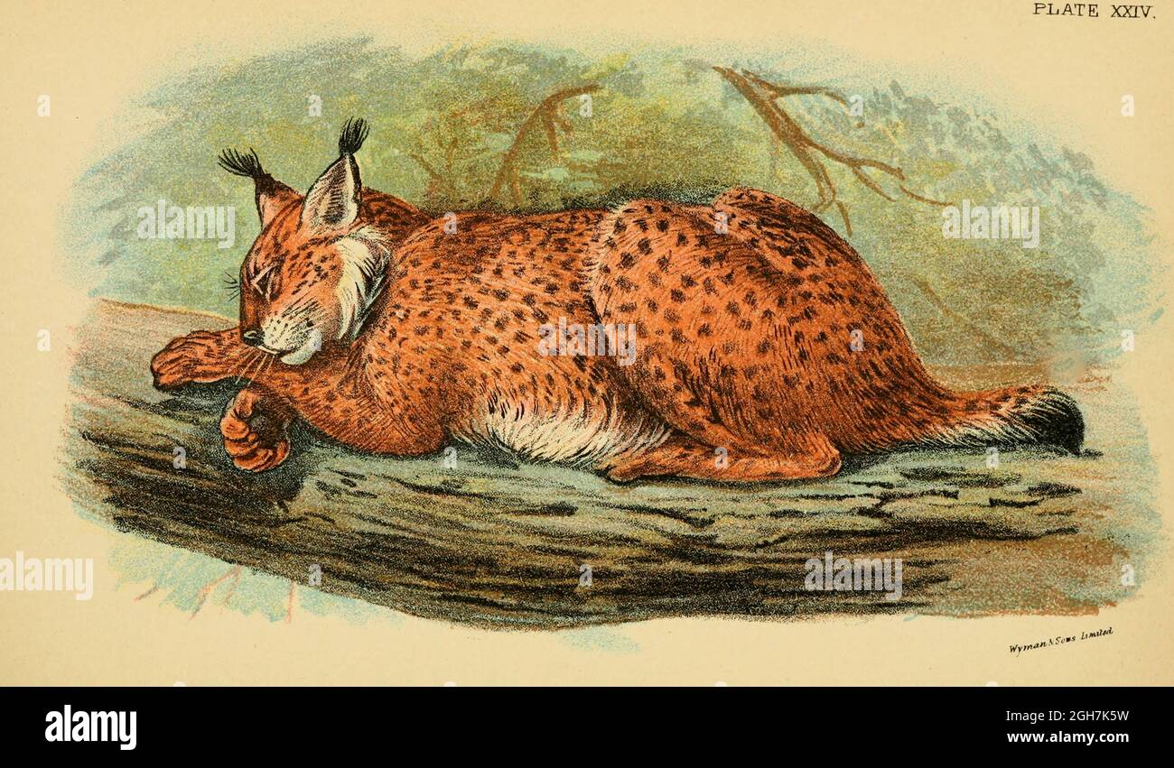 lynx (Plural Luchs oder Luchse) ist eine der vier Arten (der Canada Luchs, der Iberische Luchs, der eurasische Luchs oder der Luchs) [hier als Felis Luchs] innerhalb der mittelgroßen Wildkatzengattung Lynx. Aus dem Buch "A Handbook to the carnivora : Part 1 : cats, civets, and mongoose" von Richard Lydekker, 1849-1915 Veröffentlicht 1896 in London von E. Lloyd Stockfoto