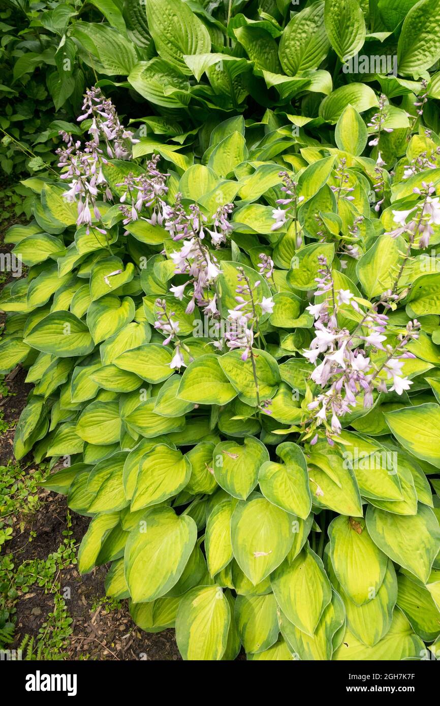 Hosta Garten Hosta Gold Rush Blumen Stockfoto