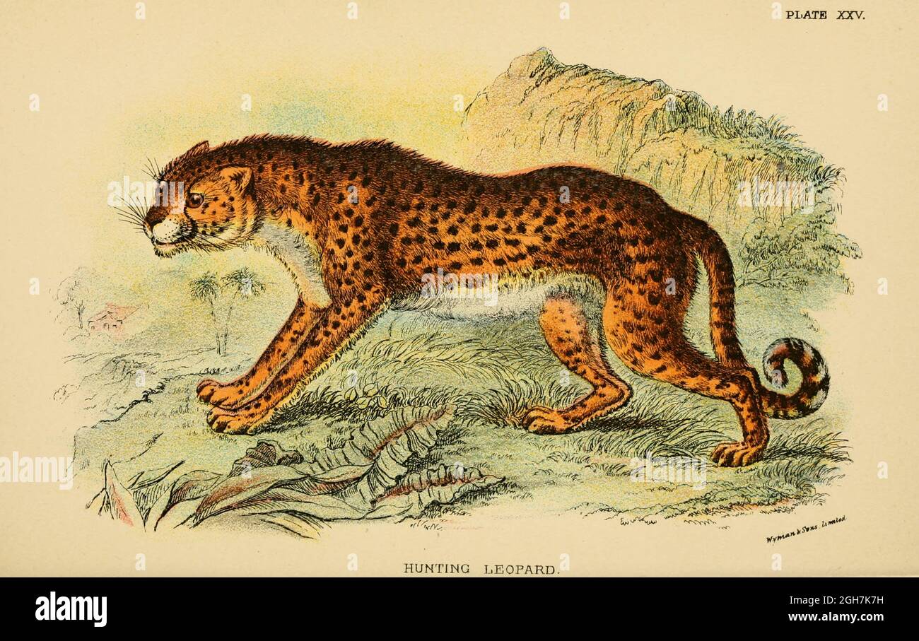 cheetah (Acinonyx jubatus) [hier als Cynaelurus jubatus] aus dem Buch "A Handbook to the carnivora : Part 1 : cats, civets, and mongoose" von Richard Lydekker, 1849-1915 Veröffentlicht 1896 in London von E. Lloyd Stockfoto