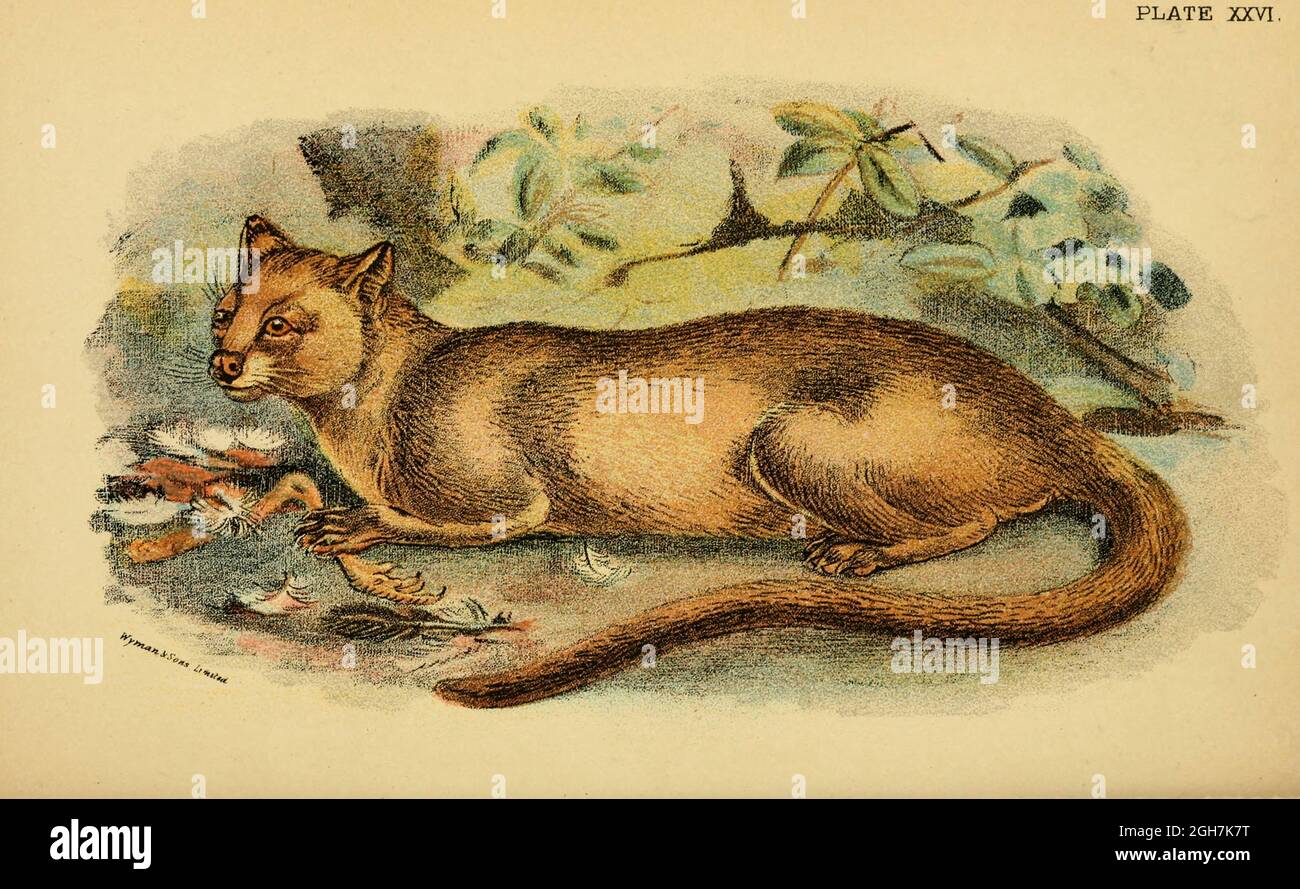 Die Fossa (Cryptoprocta ferox) ist ein fleischfressendes Säugetier, das auf Madagaskar endemisch ist. Es ist ein Mitglied der Eupleridae, einer Familie von Fleischfressern, die eng mit der Mungofamilie Herpestidae verwandt ist., aus dem Buch "A Handbook to the carnivora : Part 1 : cats, civets, and mongoose" von Richard Lydekker, 1849-1915 Veröffentlicht 1896 in London von E. Lloyd Stockfoto