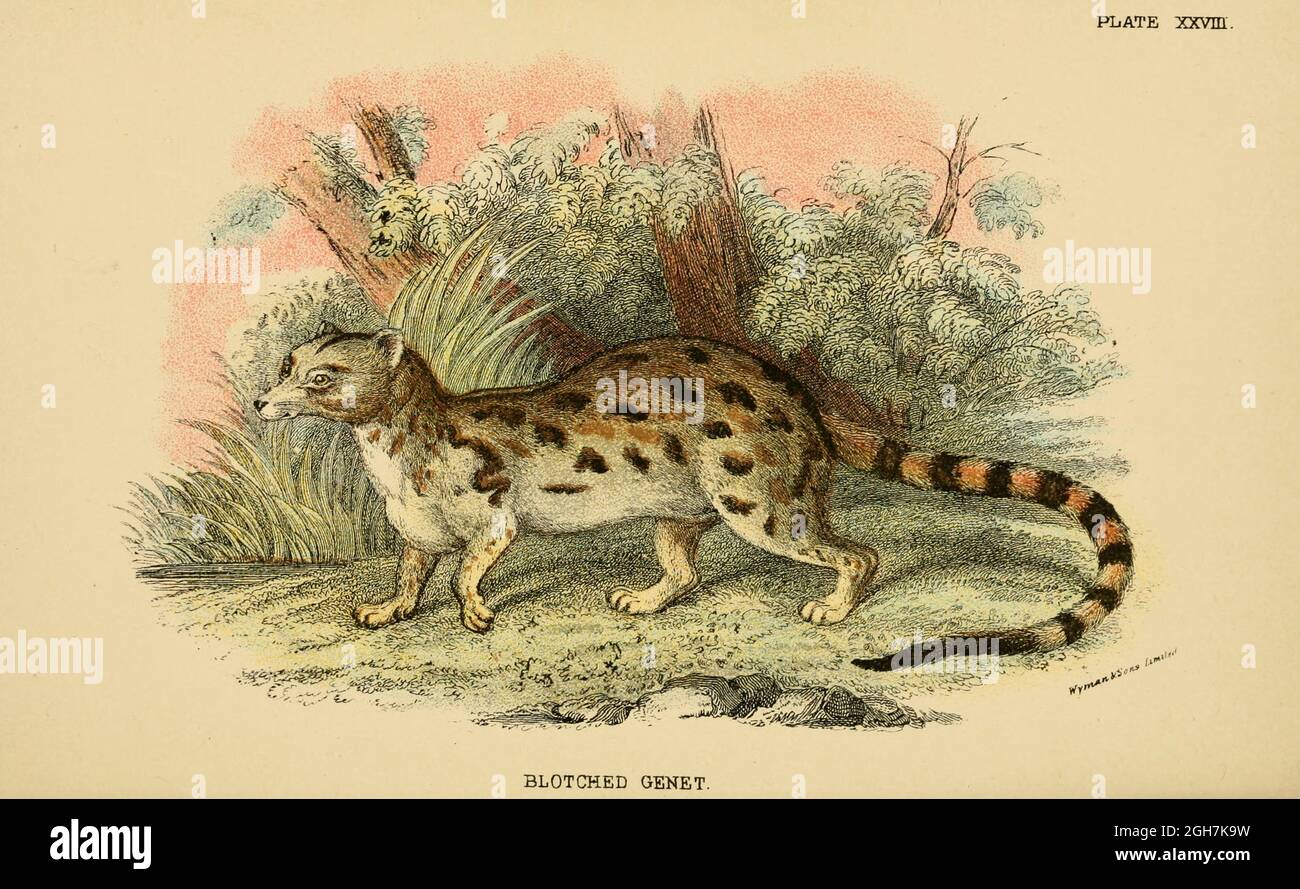 Das Kapgenet [hier als fleckiges Genet] (Genetta tigrina), auch bekannt als das südafrikanische Großfleckgenet, ist eine in Südafrika endemische Genetart. Aus dem Buch "A Handbook to the carnivora : Part 1 : cats, civets, and mongoose" von Richard Lydekker, 1849-1915 Veröffentlicht 1896 in London von E. Lloyd Stockfoto