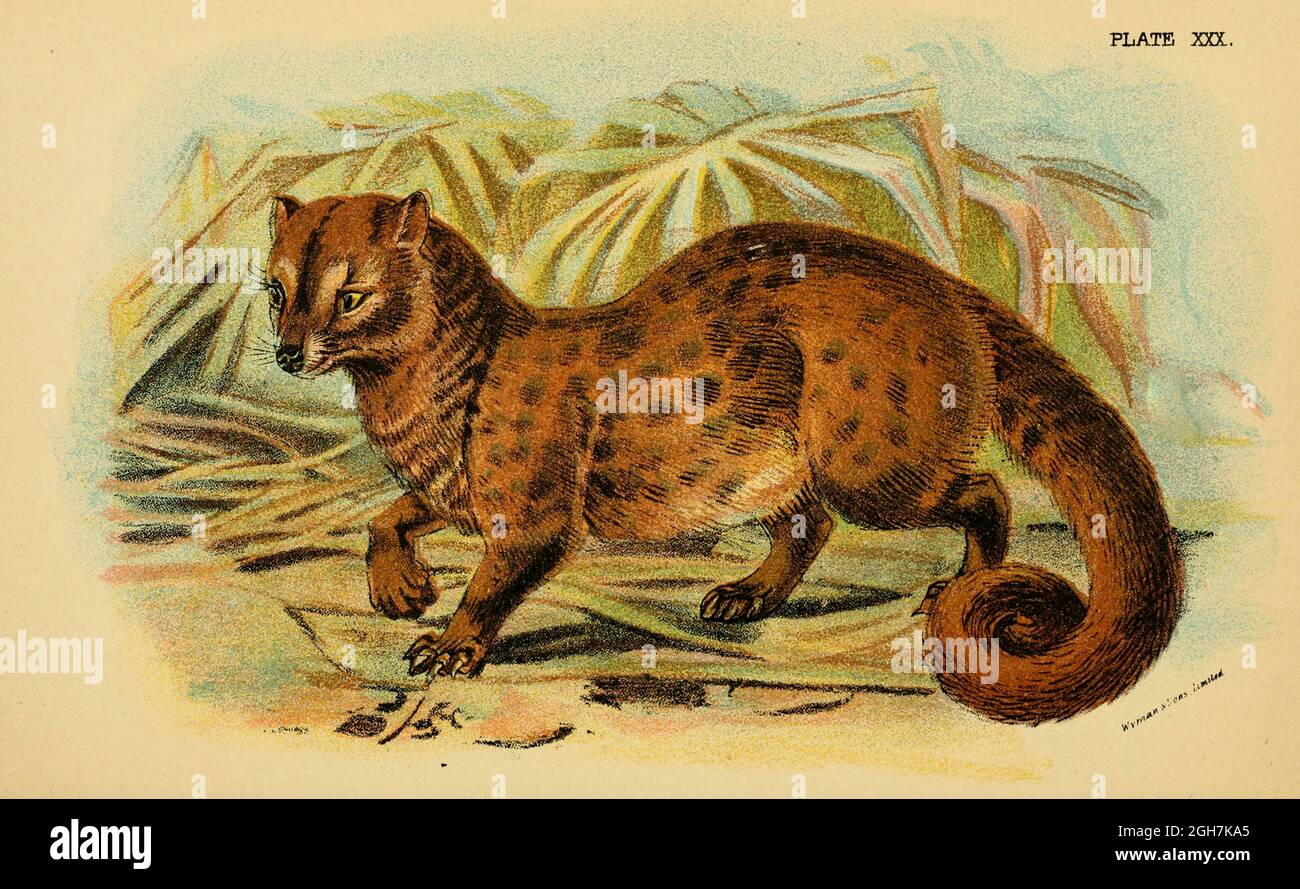 Asian Palm Civet (Paradoxurus hermaphroditus), auch bekannt als Common Palm Civet, Toddy Cat und Musang, ist eine viverride, die in Süd- und Südostasien beheimatet ist. Aus dem Buch "A Handbook to the carnivora : Part 1 : cats, civets, and mongoose" von Richard Lydekker, 1849-1915 Veröffentlicht 1896 in London von E. Lloyd Stockfoto
