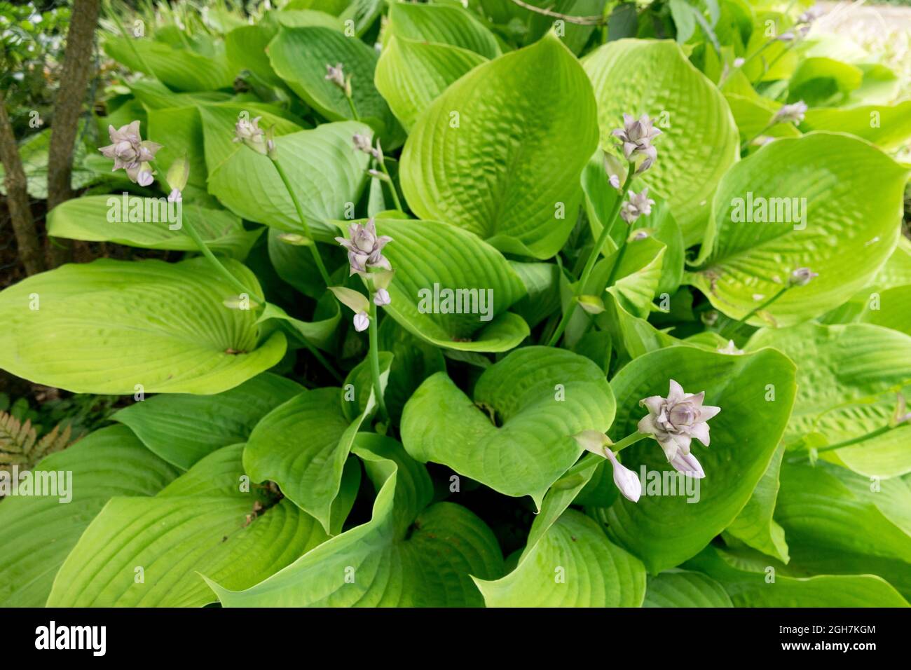 Hosta Garten große Blätter Hosta 'Summe und Substanz' Stockfoto